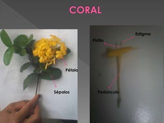Estigma
              Pistilo




     Pétalo




Sépalos          Pedúnculo
 