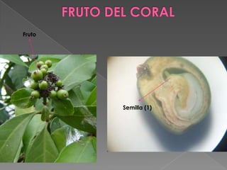 Fruto




        Semilla (1)
 