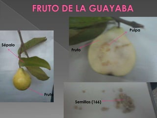 Pulpa


Sépalo
                 Fruto




         Fruto
                   Semillas (166)
 