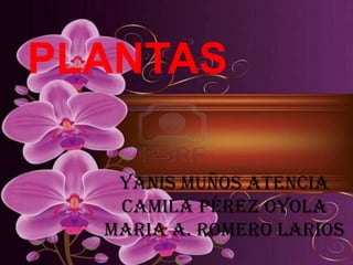 PLANTAS

   Yanis Muños Atencia
   Camila Pérez oyola
  Maria A. romero Larios
 