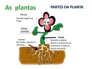 Que dá origem ao
fruto




                               Caule
                       Mantém a planta
Por onde a planta s...
