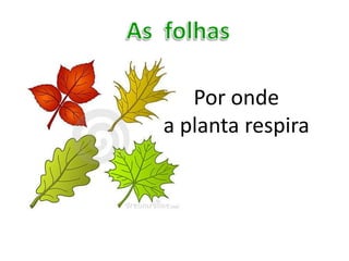 Por onde
a planta respira
 