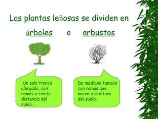 Las plantas leñosas se dividen en
     árboles         o     arbustos




    Un solo tronco       De mediano tamaño
   alargado, con         con ramas que
   ramas a cierta        nacen a la altura
   distancia del         del suelo.
   suelo.
 
