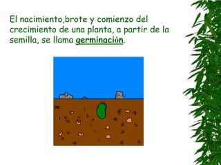 El nacimiento,brote y comienzo del
crecimiento de una planta, a partir de la
semilla, se llama germinación.
 