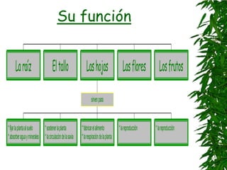 Su función


      La raíz                        El tallo                 Las hojas                      Las flores Los frutos

                                                                  sirven para


* fijar la planta al suelo  * sostener la planta           * fabricar el alimento        * la reproducción   * la reproducción
* absorber agua y minerales * la circulación de la savia   * la respiración de la planta
 