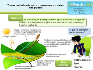 Trocas  nutricionais entre o organismo e o meio - 
nas plantas
As plantas usam a energia luminosa para transformar a água e o
dióxido carbono (matéria orgânica) em substâncias ricas em energia
(matéria orgânica).
As plantas usam a energia luminosa para transformar a água e o
dióxido carbono (matéria orgânica) em substâncias ricas em energia
(matéria orgânica).
Fotossíntese
Seiva
elaborada
• matéria orgânica
O que vai acontecer
a este alimento?
Saída do alimento produzido durante
a fotossíntese e transporte, através
da seiva elaborada, para todas as
partes da plantas.
A água e os minerais são absorvidos
na raiz e transportados até às folhas
através de vasos condutores.
Energia luminosa
Durante a fotossíntese
liberta-se oxigénio
pelos estomas
O dióxido de carbono entra
através dos estomas.
Os cloroplastos capturam a
energia luminosa.
• água
• minerais
 