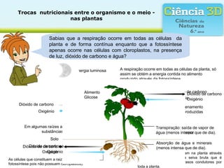 Trocas  nutricionais entre o organismo e o meio - 
nas plantas
Sabias que a respiração ocorre em todas as células da
planta e de forma contínua enquanto que a fotossíntese
apenas ocorre nas células com cloroplastos, na presença
de luz, dióxido de carbono e água?
A respiração ocorre em todas as células da planta, só
assim se obtém a energia contida no alimento
produzido através da fotossíntese.
O fruto é o local de armazenamento
das reservas alimentares produzidas
na fotossíntese.
Transpiração (saída de vapor
de água).
Em algumas raízes acumulam-se
substâncias de reserva.
A água e os minerais entram na planta através
das raízes e constituem a seiva bruta que é
transportada através dos vasos condutores por
toda a planta.
As células que constituem a raiz respiram (não fazem
fotossíntese pois não possuem cloroplastos).
Solo
Oxigénio
Oxigénio
Oxigénio
Dióxido de carbono
Dióxido de carbono
Dióxido de carbono
Energia luminosa
Oxigénio
Dióxido de carbono
Transpiração: saída de vapor de
água (menos intensa que de dia).
Absorção de água e minerais
(menos intensa que de dia).
Oxigénio
Dióxido de carbono
Solo
Alimento
Glicose
 
