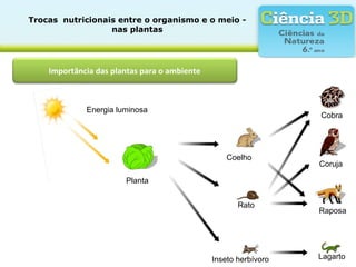 Trocas  nutricionais entre o organismo e o meio - 
nas plantas
Importância das plantas para o ambiente
Energia luminosa
Planta
Cobra
Coruja
Raposa
Lagarto
Coelho
Rato
Inseto herbívoro
 