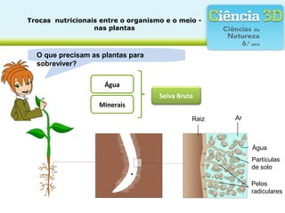 Trocas  nutricionais entre o organismo e o meio - 
nas plantas
Seiva Bruta
O que precisam as plantas para 
sobreviver?
Raiz Ar
Água
Minerais
Pelos
radiculares
Partículas
de solo
Água
 
