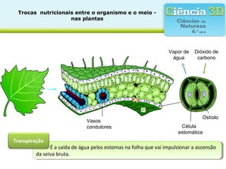 Trocas  nutricionais entre o organismo e o meio - 
nas plantas
É a saída de água pelos estomas na folha que vai impulsionar a ascensão
da seiva bruta.
É a saída de água pelos estomas na folha que vai impulsionar a ascensão
da seiva bruta.
Transpiração
Vapor de
água
Dióxido de
carbono
Ostíolo
Vasos
condutores Célula
estomática
 