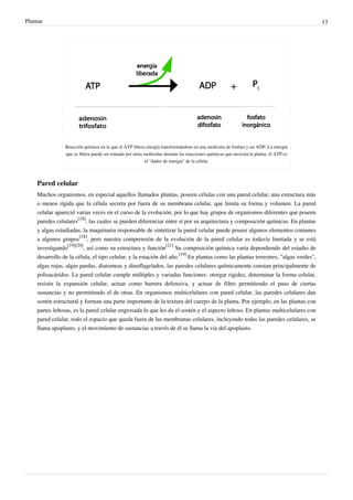 Plantae 13
Reacción química en la que el ATP libera energía transformándose en una molécula de fosfato y un ADP. La energía
que se libera puede ser tomada por otras moléculas durante las reacciones químicas que necesita la planta: el ATP es
el "dador de energía" de la célula.
Pared celular
Muchos organismos, en especial aquellos llamados plantas, poseen células con una pared celular, una estructura más
o menos rígida que la célula secreta por fuera de su membrana celular, que limita su forma y volumen. La pared
celular apareció varias veces en el curso de la evolución, por lo que hay grupos de organismos diferentes que poseen
paredes celulares
[18]
, las cuales se pueden diferenciar entre sí por su arquitectura y composición químicas. En plantas
y algas estudiadas, la maquinaria responsable de sintetizar la pared celular puede poseer algunos elementos comunes
a algunos grupos
[18]
, pero nuestra comprensión de la evolución de la pared celular es todavía limitada y se está
investigando
[19][20]
, así como su estructura y función
[21]
Su composición química varía dependiendo del estadio de
desarrollo de la célula, el tipo celular, y la estación del año.
[19]
En plantas como las plantas terrestres, "algas verdes",
algas rojas, algas pardas, diatomeas y dinoflagelados, las paredes celulares químicamente constan principalmente de
polisacáridos. La pared celular cumple múltiples y variadas funciones: otorgar rigidez, determinar la forma celular,
resistir la expansión celular, actuar como barrera defensiva, y actuar de filtro permitiendo el paso de ciertas
sustancias y no permitiendo el de otras. En organismos multicelulares con pared celular, las paredes celulares dan
sostén estructural y forman una parte importante de la textura del cuerpo de la planta. Por ejemplo, en las plantas con
partes leñosas, es la pared celular engrosada lo que les da el sostén y el aspecto leñoso. En plantas multicelulares con
pared celular, todo el espacio que queda fuera de las membranas celulares, incluyendo todas las paredes celulares, se
llama apoplasto, y el movimiento de sustancias a través de él se llama la vía del apoplasto.
 
