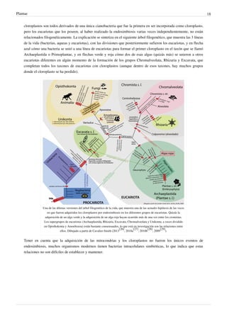 Plantae 18
cloroplastos son todos derivados de una única cianobacteria que fue la primera en ser incorporada como cloroplasto,
pero los eucariotas que los poseen, al haber realizado la endosimbiosis varias veces independientemente, no están
relacionados filogenéticamente. La explicación se sintetiza en el siguiente árbol filogenético, que muestra las 3 líneas
de la vida (bacterias, aqueas y eucariotas), con las divisiones que posteriormente sufieron los eucariotas, y en flecha
azul cómo una bacteria se unió a una línea de eucariotas para formar el primer cloroplasto en el taxón que se llamó
Archaeplastida o Primoplantae, y en flechas verde y roja cómo dos de esas algas (quizás más) se unieron a otros
eucariotas diferentes en algún momento de la formación de los grupos Chromalveolata, Rhizaria y Excavata, que
completan todos los taxones de eucariotas con cloroplastos (aunque dentro de esos taxones, hay muchos grupos
donde el cloroplasto se ha perdido).
Una de las últimas versiones del árbol filogenético de la vida, que muestra una de las actuales hipótesis de las veces
en que fueron adquiridos los cloroplastos por endosimbiosis en los diferentes grupos de eucariotas. Quizás la
adquisición de un alga verde y la adquisición de un alga roja hayan ocurrido más de una vez entre los cromistas.
Los supergrupos de eucariotas (Archaeplastida, Rhizaria, Excavata, Chromalveolata y Unikonta, a veces dividido
en Opisthokonta y Amoebozoa) están bastante consensuados, lo que está en investigación son las relaciones entre
ellos. Dibujado a partir de Cavalier-Smith (2013
[26]
, 2010a
[27]
, 2010b
[28]
, 2009
[29]
).
Tener en cuenta que la adquisición de las mitocondrias y los cloroplastos no fueron los únicos eventos de
endosimbiosis, muchos organismos modernos tienen bacterias intracelulares simbióticas, lo que indica que estas
relaciones no son difíciles de establecer y mantener.
 