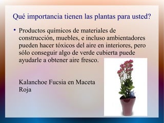 Qué importancia tienen las plantas para usted?

Productos químicos de materiales de
construcción, muebles, e incluso ambientadores
pueden hacer tóxicos del aire en interiores, pero
sólo conseguir algo de verde cubierta puede
ayudarle a obtener aire fresco.
Kalanchoe Fucsia en Maceta
Roja
 