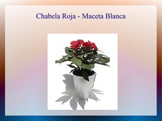 Chabela Roja - Maceta Blanca
 