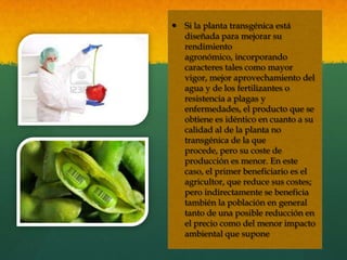  Si la planta transgénica está
diseñada para mejorar su
rendimiento
agronómico, incorporando
caracteres tales como mayor
vigor, mejor aprovechamiento del
agua y de los fertilizantes o
resistencia a plagas y
enfermedades, el producto que se
obtiene es idéntico en cuanto a su
calidad al de la planta no
transgénica de la que
procede, pero su coste de
producción es menor. En este
caso, el primer beneficiario es el
agricultor, que reduce sus costes;
pero indirectamente se beneficia
también la población en general
tanto de una posible reducción en
el precio como del menor impacto
ambiental que supone

 