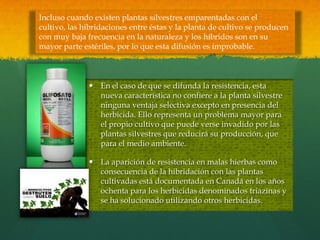 Incluso cuando existen plantas silvestres emparentadas con el
cultivo, las hibridaciones entre éstas y la planta de cultivo se producen
con muy baja frecuencia en la naturaleza y los híbridos son en su
mayor parte estériles, por lo que esta difusión es improbable.

 En el caso de que se difunda la resistencia, esta
nueva característica no confiere a la planta silvestre
ninguna ventaja selectiva excepto en presencia del
herbicida. Ello representa un problema mayor para
el propio cultivo que puede verse invadido por las
plantas silvestres que reducirá su producción, que
para el medio ambiente.
 La aparición de resistencia en malas hierbas como
consecuencia de la hibridación con las plantas
cultivadas está documentada en Canadá en los años
ochenta para los herbicidas denominados triazinas y
se ha solucionado utilizando otros herbicidas.

 