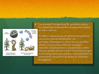  Las plantas Transgénicas Bt, permiten reducir
los numerosos tratamientos insecticidas usados
en estos cultivos.
 El cultivo a gran escala de plantas transgénicas
con acción insecticida plantea, sin
embargo, interrogantes acerca de sus posibles
efectos a largo plazo sobre los enemigos
naturales (depredadores y parasitoides), sobre
insectos polinizadores o sobre otros insectos que
no son plaga pero que puedan verse afectados al
alimentarse con granos de polen de la planta
transgénica.

 