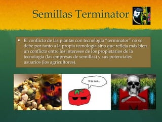 Semillas Terminator
 El conflicto de las plantas con tecnología “terminator” no se
debe por tanto a la propia tecnología sino que refleja más bien
un conflicto entre los intereses de los propietarios de la
tecnología (las empresas de semillas) y sus potenciales
usuarios (los agricultores).

 