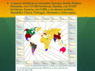  A mayor distancia se encuentra Europa, donde destaca
Rumanía, con 115.000 hectáreas, España, con 53.667
hectáreas, Francia, con 5.000, y en menor medida,
República Checa, Portugal, Alemania y Eslovaquia.

 