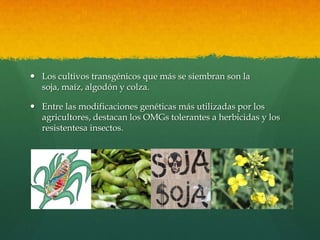  Los cultivos transgénicos que más se siembran son la
soja, maíz, algodón y colza.
 Entre las modificaciones genéticas más utilizadas por los
agricultores, destacan los OMGs tolerantes a herbicidas y los
resistentesa insectos.

 
