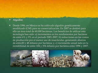  Algodón

 Desde 1996, en México se ha cultivado algodón genéticamente
modificado (GM) para su comercialización. En 2007 se destinó para
ello un área total de 60,000 hectáreas. Los beneficios de utilizar esta
tecnología han sido: a) incrementos en los rendimientos por hectárea
de entre 6% y 9% en el periodo 2001-2007; b) reducciones en los costos
de producción por el menor uso de insecticidas, generando ahorros
de entre20 y 48 dólares por hectárea; y, c) incremento anual neto en la
rentabilidad de entre 104 y 354 dólares por hectárea entre 1996 y 2007.

 