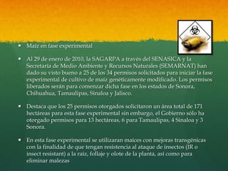  Maíz en fase experimental
 Al 29 de enero de 2010, la SAGARPA a través del SENASICA y la
Secretaría de Medio Ambiente y Recursos Naturales (SEMARNAT) han
dado su visto bueno a 25 de los 34 permisos solicitados para iniciar la fase
experimental de cultivo de maíz genéticamente modificado. Los permisos
liberados serán para comenzar dicha fase en los estados de Sonora,
Chihuahua, Tamaulipas, Sinaloa y Jalisco.

 Destaca que los 25 permisos otorgados solicitaron un área total de 171
hectáreas para esta fase experimental sin embargo, el Gobierno sólo ha
otorgado permisos para 13 hectáreas, 6 para Tamaulipas, 4 Sinaloa y 3
Sonora.
 En esta fase experimental se utilizaran maíces con mejoras transgénicas
con la finalidad de que tengan resistencia al ataque de insectos (IR o
insect resistant) a la raíz, follaje y olote de la planta, así como para
eliminar malezas

 