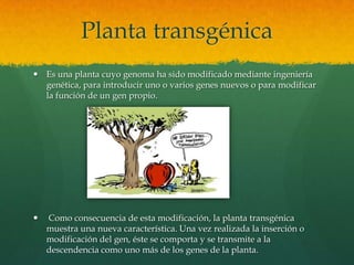 Planta transgénica
 Es una planta cuyo genoma ha sido modificado mediante ingeniería
genética, para introducir uno o varios genes nuevos o para modificar
la función de un gen propio.



Como consecuencia de esta modificación, la planta transgénica
muestra una nueva característica. Una vez realizada la inserción o
modificación del gen, éste se comporta y se transmite a la
descendencia como uno más de los genes de la planta.

 