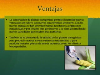 Ventajas
 La construcción de plantas transgénicas permite desarrollar nuevas
variedades de cultivo con nuevas características de interés. Con las
nuevas técnicas se han obtenido plantas resistentes a organismos
perjudiciales y por lo tanto más productivas y se están desarrollando
nuevas variedades que resulten más nutritivas.
 También se ha demostrado la utilidad de las plantas transgénicas
para producir vacunas u otras sustancias terapéuticas, o para
producir materias primas de interés industrial como los plásticos
biodegradables.

 