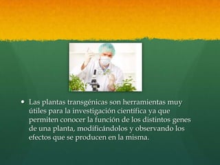 Las plantas transgénicas son herramientas muy
útiles para la investigación científica ya que
permiten conocer la función de los distintos genes
de una planta, modificándolos y observando los
efectos que se producen en la misma.

 