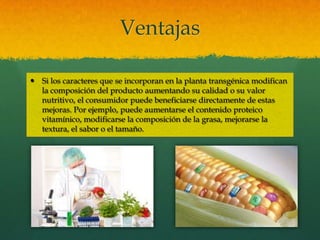 Ventajas
 Si los caracteres que se incorporan en la planta transgénica modifican
la composición del producto aumentando su calidad o su valor
nutritivo, el consumidor puede beneficiarse directamente de estas
mejoras. Por ejemplo, puede aumentarse el contenido proteico
vitamínico, modificarse la composición de la grasa, mejorarse la
textura, el sabor o el tamaño.

 