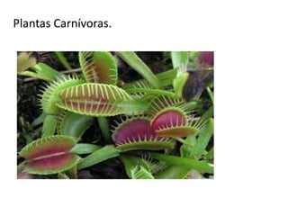 Plantas Carnívoras.

 