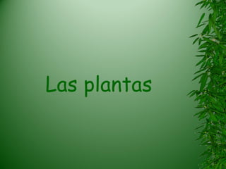 Las plantas

 