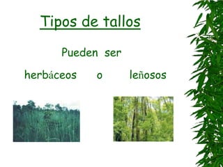 Tipos de tallos
Pueden ser
herbáceos o leñosos
 