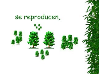 se reproducen,
 