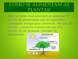 Como se alimentam as
plantas?
• Todos os seres vivos precisam se alimentar. É
através da alimentação que os organismos
conseguem energia para sobreviver. No caso das
plantas, o alimento é produzido por elas
através de um processo chamado de
fotossíntese.
 