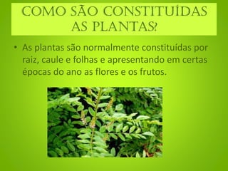 Como são constituídas
as plantas?
• As plantas são normalmente constituídas por
raiz, caule e folhas e apresentando em certas
épocas do ano as flores e os frutos.
 
