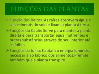 Funções das plantas
Função das Raízes: As raízes absorvem água e
sais minerais do solo e fixam a planta á terra.
Funções do Caule: Serve para manter a planta
direita e para transportar água, nutrientes e
outras substâncias através do seu interior até
ás folhas.
Funções da folha: Captam a energia luminosa
necessária ao fabrico dos alimentos.Premite
também que a planta transpire.
 