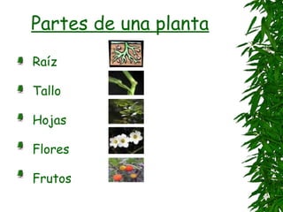 Partes de una planta
Raíz
Tallo
Hojas
Flores
Frutos
 