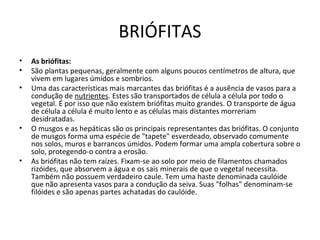 BRIÓFITAS
• As briófitas:
• São plantas pequenas, geralmente com alguns poucos centímetros de altura, que
vivem em lugares úmidos e sombrios.
• Uma das características mais marcantes das briófitas é a ausência de vasos para a
condução de nutrientes. Estes são transportados de célula a célula por todo o
vegetal. É por isso que não existem briófitas muito grandes. O transporte de água
de célula a célula é muito lento e as células mais distantes morreriam
desidratadas.
• O musgos e as hepáticas são os principais representantes das briófitas. O conjunto
de musgos forma uma espécie de "tapete" esverdeado, observado comumente
nos solos, muros e barrancos úmidos. Podem formar uma ampla cobertura sobre o
solo, protegendo-o contra a erosão.
• As briófitas não tem raízes. Fixam-se ao solo por meio de filamentos chamados
rizóides, que absorvem a água e os sais minerais de que o vegetal necessita.
Também não possuem verdadeiro caule. Tem uma haste denominada caulóide
que não apresenta vasos para a condução da seiva. Suas "folhas" denominam-se
filóides e são apenas partes achatadas do caulóide.
 