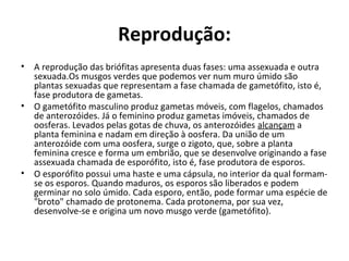 Reprodução:
• A reprodução das briófitas apresenta duas fases: uma assexuada e outra
sexuada.Os musgos verdes que podemos ver num muro úmido são
plantas sexuadas que representam a fase chamada de gametófito, isto é,
fase produtora de gametas.
• O gametófito masculino produz gametas móveis, com flagelos, chamados
de anterozóides. Já o feminino produz gametas imóveis, chamados de
oosferas. Levados pelas gotas de chuva, os anterozóides alcançam a
planta feminina e nadam em direção à oosfera. Da união de um
anterozóide com uma oosfera, surge o zigoto, que, sobre a planta
feminina cresce e forma um embrião, que se desenvolve originando a fase
assexuada chamada de esporófito, isto é, fase produtora de esporos.
• O esporófito possui uma haste e uma cápsula, no interior da qual formam-
se os esporos. Quando maduros, os esporos são liberados e podem
germinar no solo úmido. Cada esporo, então, pode formar uma espécie de
"broto" chamado de protonema. Cada protonema, por sua vez,
desenvolve-se e origina um novo musgo verde (gametófito).
 