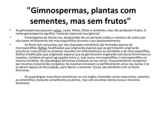 "Gimnospermas, plantas com
sementes, mas sem frutos"
• As gimnospermas possuem raízes, caule, folhas, flores e sementes, mas não produzem frutos. O
nome gimnosperma significa "semente (sperma) nua (gimno)".
• Fanerógamas de óvulos nus, desprovidas de um perianto (cálice e corola) e de ovário por
não haver enrolamento dos macrosporófilos durante o seu desenvolvimento.
• As flores (em conjuntos, por isto chamados estróbilos) são formadas apenas de
microsporófilos (folhas modificadas que originarão esporos que ao germinarem originarão
estruturas masculinas) ou estames reunidos em inflorescências ou estróbilos e de macrosporófilos
(folhas modificadas que originarão esporos que ao germinarem originarão estruturas femininas) ou
carpelos, também em geral agrupados entre si, mas nunca microsporófilos e macrosporófilos no
mesmo estróbilo. Os esporângios femininos localizam-se nos cones, frequentemente recobertos
por escamas endurecidas (carpelos). As escamas encaixam-se perfeitamente umas nas outras e só
se abrem depois da fecundação, para liberar a semente. Cones são estróbilos com as flores
femininas.
Os esporângios masculinos encontram-se nos órgãos chamados cones masculinos, amentos
ou amentilhos, bastante semelhantes às pinhas, mas com escamas menos duras e menores
(estames).
 