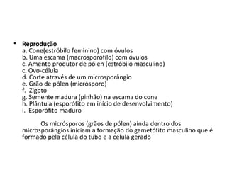• Reprodução
a. Cone(estróbilo feminino) com óvulos
b. Uma escama (macrosporófilo) com óvulos
c. Amento produtor de pólen (estróbilo masculino)
c. Ovo-célula
d. Corte através de um microsporângio
e. Grão de pólen (micrósporo)
f. Zigoto
g. Semente madura (pinhão) na escama do cone
h. Plântula (esporófito em início de desenvolvimento)
i. Esporófito maduro
Os micrósporos (grãos de pólen) ainda dentro dos
microsporângios iniciam a formação do gametófito masculino que é
formado pela célula do tubo e a célula gerado
 