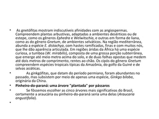 • As gnetófitas mostram indiscutíveis afinidades com as angiospermas.
Compreendem plantas arbustivas, adaptadas a ambientes desérticos ou de
estepe, como os gêneros Ephedra e Welwitschia, e outras em forma de liana,
como as do gênero Gnetum, de ambientes selváticos. Na região mediterrânea,
abunda a espécie E. distachya, com hastes ramificadas, finas e com muitos nós,
que lhe dão aparência articulada. Em regiões áridas da África há uma espécie
curiosa, a tumboa (W. mirabilis), composta de uma grossa porção subterrânea,
que emerge até meio metro acima do solo, e de duas folhas opostas que medem
até dois metros de comprimento, rentes ao chão. Os cipós do gênero Gnetum
compreendem espécies tropicais típicas da Amazônia, do golfo da Guiné e de
selvas asiáticas.
• As ginkgófitas, que datam do período permiano, foram abundantes no
passado, mas subsistem por meio de apenas uma espécie, Ginkgo biloba,
originária da China.
• Pinheiro-do-paraná: uma árvore "plantada" por pássaros
• Se fôssemos escolher as cinco árvores mais significativas do Brasil,
certamente a araucária ou pinheiro-do-paraná seria uma delas (Araucaria
angustifolia).
•
 