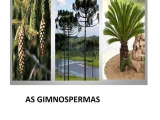 AS GIMNOSPERMAS
 