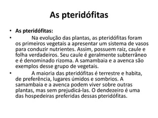 As pteridófitas
• As pteridófitas:
• Na evolução das plantas, as pteridófitas foram
os primeiros vegetais a apresentar um sistema de vasos
para conduzir nutrientes. Assim, possuem raiz, caule e
folha verdadeiros. Seu caule é geralmente subterrâneo
e é denominado rizoma. A samambaia e a avenca são
exemplos desse grupo de vegetais.
• A maioria das pteridófitas é terrestre e habita,
de preferência, lugares úmidos e sombrios. A
samambaia e a avenca podem viver sobre outras
plantas, mas sem prejudicá-las. O dendezeiro é uma
das hospedeiras preferidas dessas pteridófitas.
 