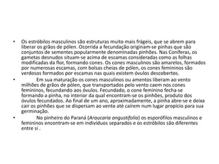 • Os estróbilos masculinos são estruturas muito mais frágeis, que se abrem para
liberar os grãos de pólen. Ocorrida a fecundação originam-se pinhas que são
conjuntos de sementes popularmente denominadas pinhões. Nas Coníferas, os
gametas desnudos situam-se acima de escamas consideradas como as folhas
modificadas da flor, formando cones. Os cones masculinos são amarelos, formados
por numerosas escamas, com bolsas cheias de pólen, os cones femininos são
verdosos formados por escamas nas quais existem óvulos descobertos.
• Em sua maturação os cones masculinos ou amentos liberam ao vento
milhões de grãos de pólen, que transportados pelo vento caem nos cones
femininos, fecundando aos óvulos. Fecundado, o cone feminino fecha-se
formando a pinha, no interior da qual encontram-se os pinhões, produto dos
óvulos fecundados. Ao final de um ano, aproximadamente, a pinha abre-se e deixa
cair os pinhões que se dispersam ao vento até caírem num lugar propício para sua
germinação.
• No pinheiro do Paraná (Araucaria angustifolia) os esporófilos masculinos e
femininos encontram-se em indivíduos separados e os estróbilos são diferentes
entre si .
 