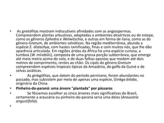 • As gnetófitas mostram indiscutíveis afinidades com as angiospermas.
Compreendem plantas arbustivas, adaptadas a ambientes desérticos ou de estepe,
como os gêneros Ephedra e Welwitschia, e outras em forma de liana, como as do
gênero Gnetum, de ambientes selváticos. Na região mediterrânea, abunda a
espécie E. distachya, com hastes ramificadas, finas e com muitos nós, que lhe dão
aparência articulada. Em regiões áridas da África há uma espécie curiosa, a
tumboa (W. mirabilis), composta de uma grossa porção subterrânea, que emerge
até meio metro acima do solo, e de duas folhas opostas que medem até dois
metros de comprimento, rentes ao chão. Os cipós do gênero Gnetum
compreendem espécies tropicais típicas da Amazônia, do golfo da Guiné e de
selvas asiáticas.
• As ginkgófitas, que datam do período permiano, foram abundantes no
passado, mas subsistem por meio de apenas uma espécie, Ginkgo biloba,
originária da China.
• Pinheiro-do-paraná: uma árvore "plantada" por pássaros
• Se fôssemos escolher as cinco árvores mais significativas do Brasil,
certamente a araucária ou pinheiro-do-paraná seria uma delas (Araucaria
angustifolia).
•
 