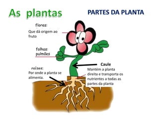 Que dá origem ao
fruto
Por onde a planta se
alimenta.
Caule
Mantém a planta
direita e transporta os
nutrientes a todas as
partes da planta
 