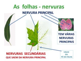 CAULE
OU
PÉ DA FOLHA
TEM VÁRIAS
NERVURAS
PRINCIPAIS
 