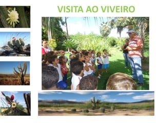 VISITA AO VIVEIRO 
 